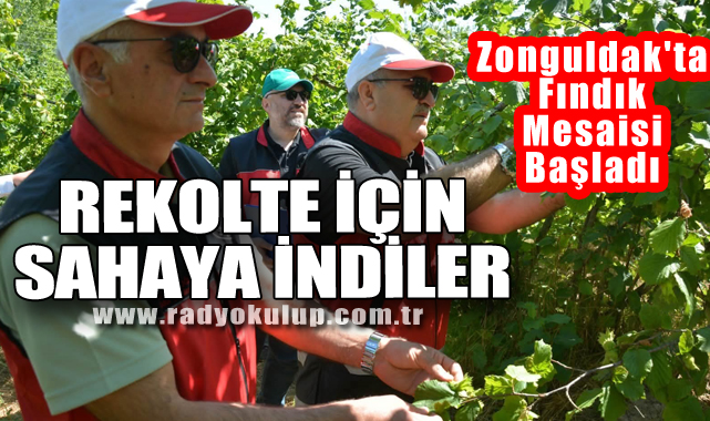 Zonguldak'ta Fındık Mesaisi Başladı: Rekolte İçin Sahaya İndiler