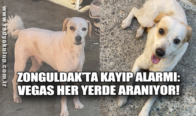 Zonguldak’ta Kayıp Alarmı: Vegas Her Yerde Aranıyor!