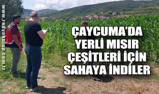 Çaycuma’da Yerli Mısır Çeşitleri İçin Sahaya İndiler