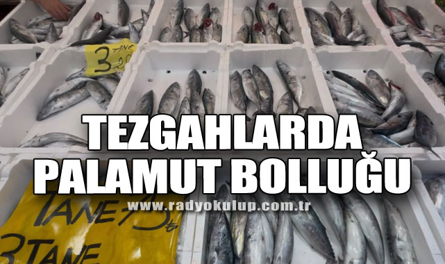 Tezgahlarda Palamut Bolluğu